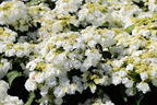 Tellerhortensie 'Wedding Gown ®' - Hydrangea macrophylla 'Wedding Gown ®'