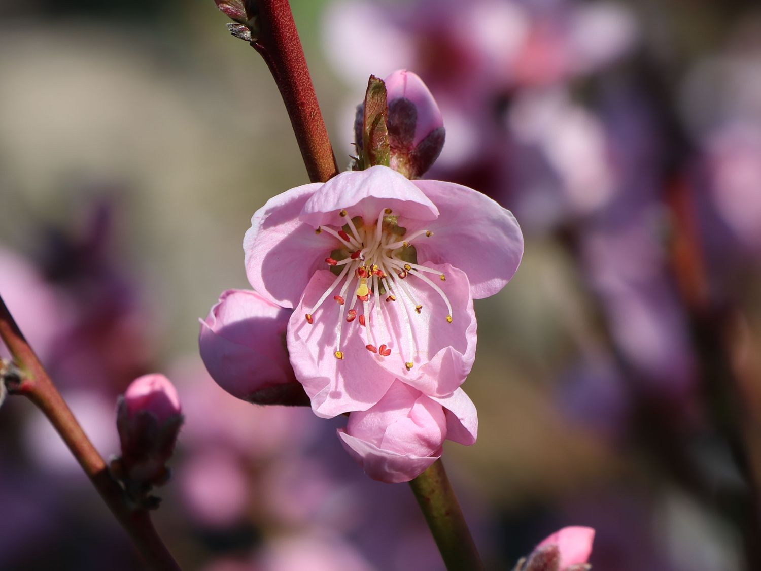 Tellernektarine 'Weißer Sandwich'