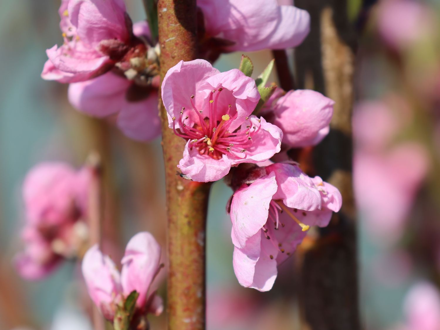 Tellerpfirsich / Plattpfirsich - Prunus persica
