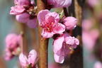 Tellerpfirsich / Plattpfirsich - Prunus persica
