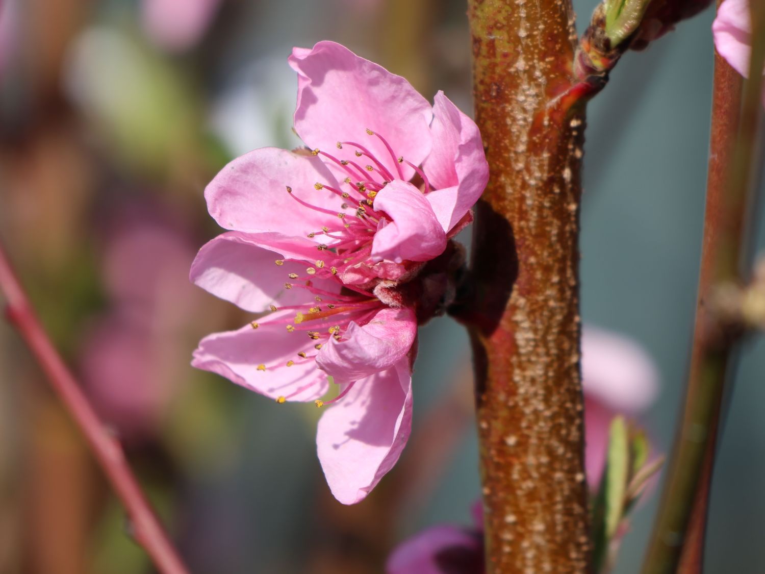 Tellerpfirsich / Plattpfirsich - Prunus persica