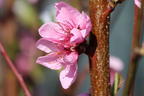 Tellerpfirsich / Plattpfirsich - Prunus persica