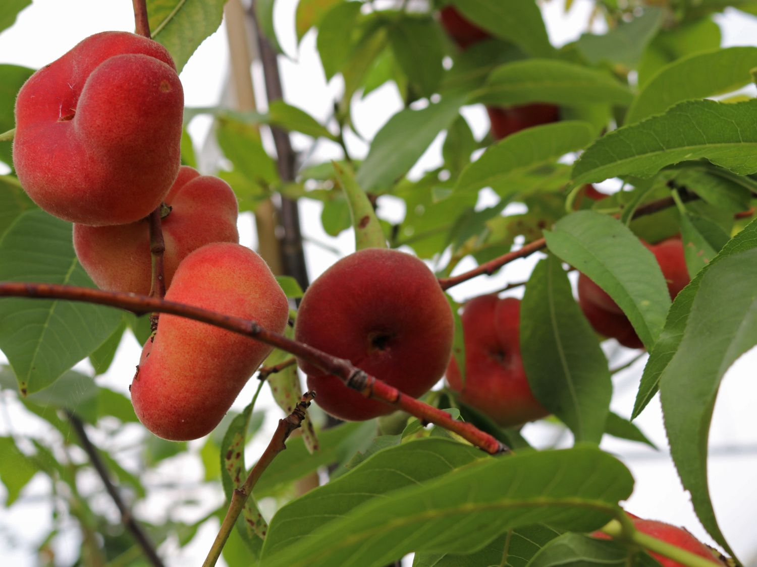 Tellerpfirsich 'Saturne'