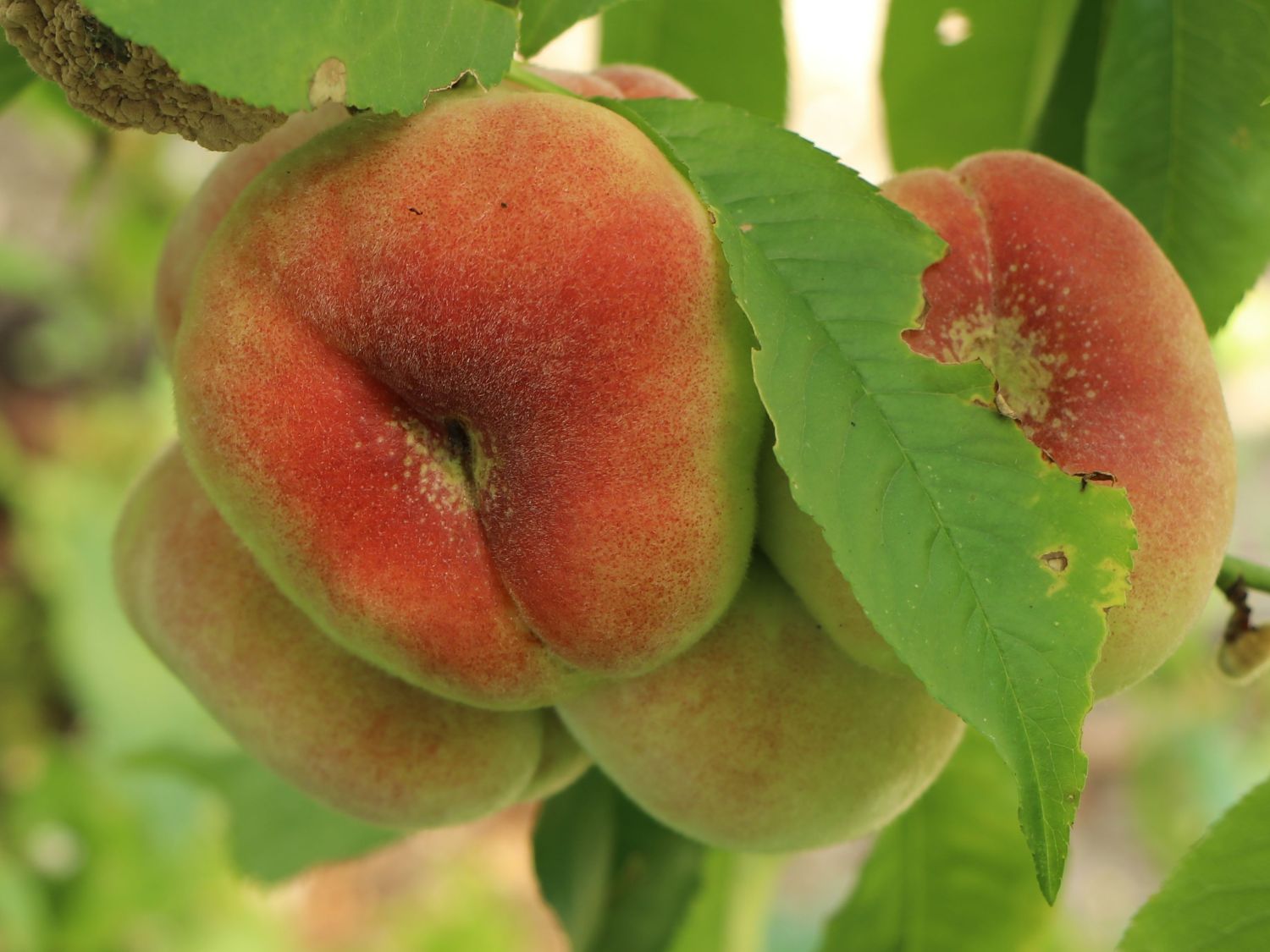 Tellerpfirsich 'Sugar Baby' - Prunus persica 'Sugar Baby'