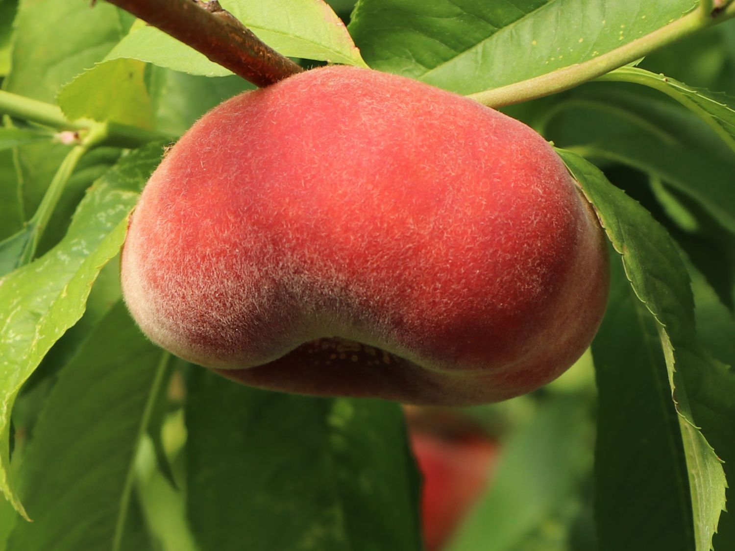 Tellerpfirsich 'Sugar Baby' - Prunus persica 'Sugar Baby'