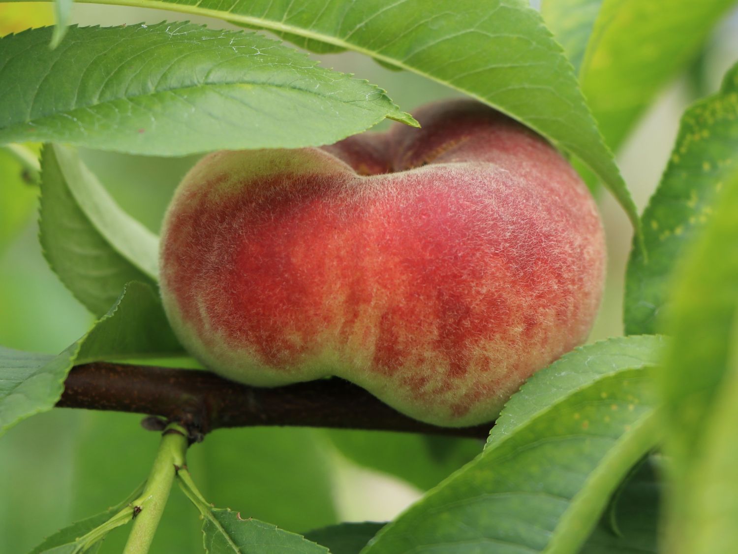 Tellerpfirsich 'Sugar Baby' - Prunus persica 'Sugar Baby'