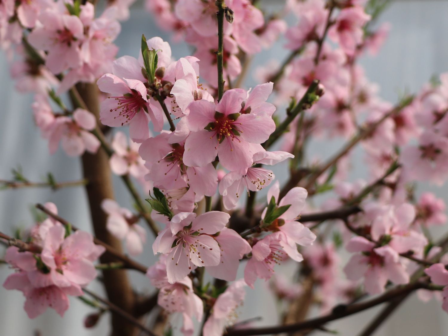 Tellerpfirsich 'Sugar Baby' - Prunus persica 'Sugar Baby'