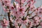 Tellerpfirsich 'Sugar Baby' - Prunus persica 'Sugar Baby'