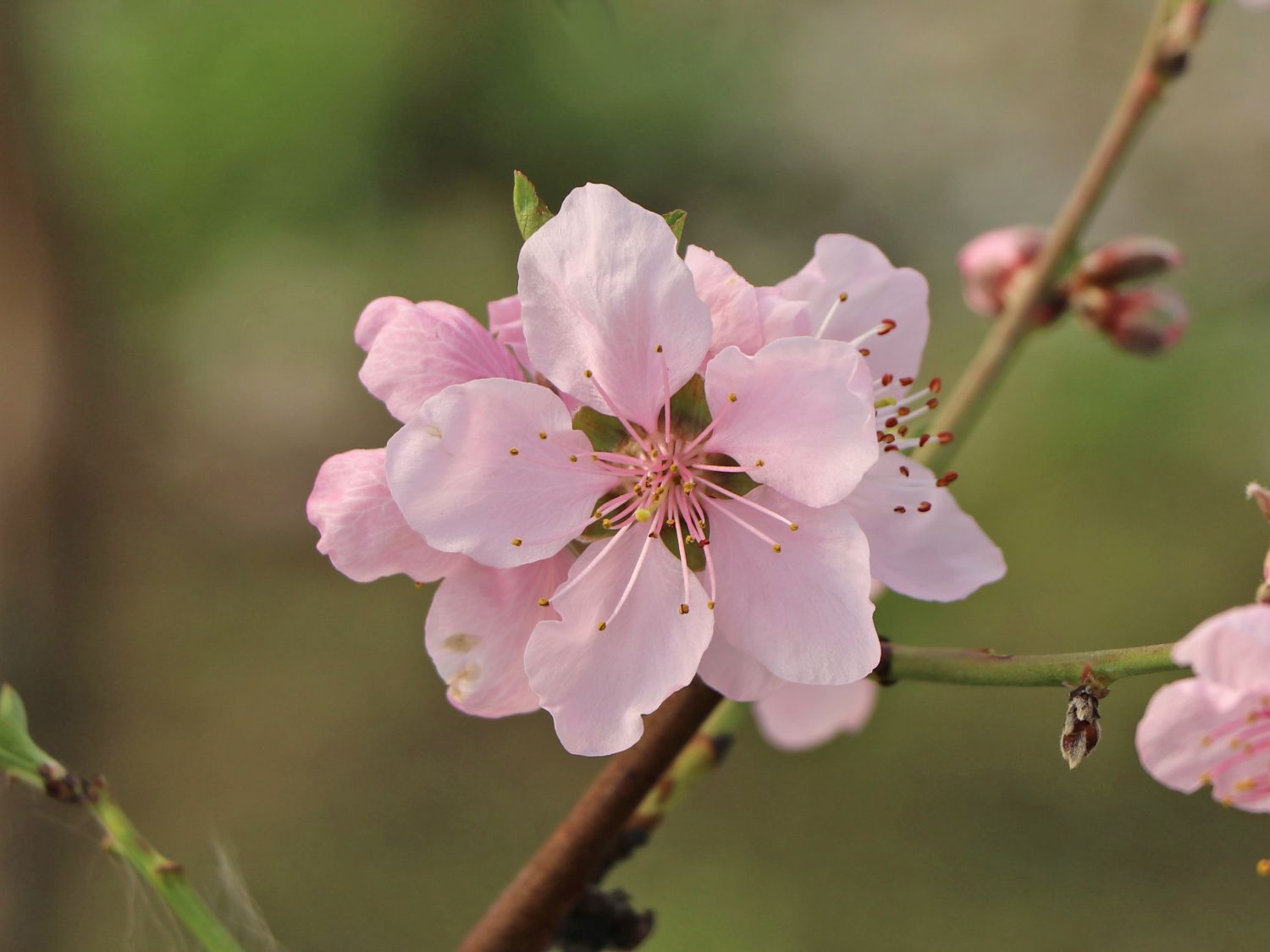 Tellerpfirsich 'Sugar Baby' - Prunus persica 'Sugar Baby'