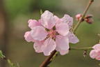 Tellerpfirsich 'Sugar Baby' - Prunus persica 'Sugar Baby'