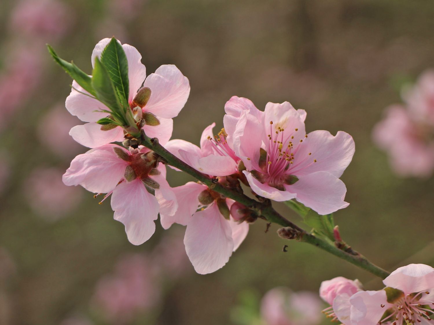 Tellerpfirsich 'Sugar Baby' - Prunus persica 'Sugar Baby'