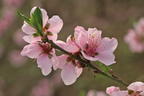 Tellerpfirsich 'Sugar Baby' - Prunus persica 'Sugar Baby'