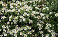 Teppich-Aster 'Snow Flurry'