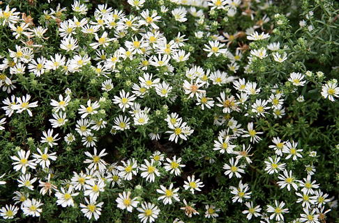 Teppich-Aster 'Snow Flurry' - Aster ericoides var. pansus 'Snow Flurry'