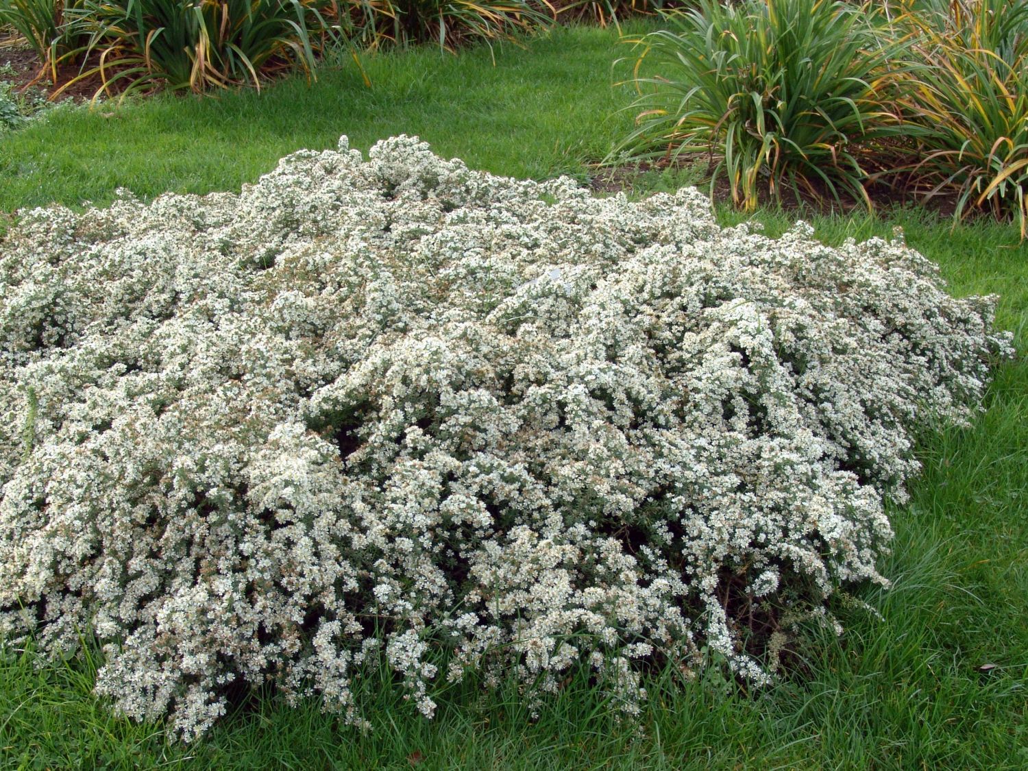 TeppichAster 'Snow Flurry' Schönste Stauden & Expertenwissen