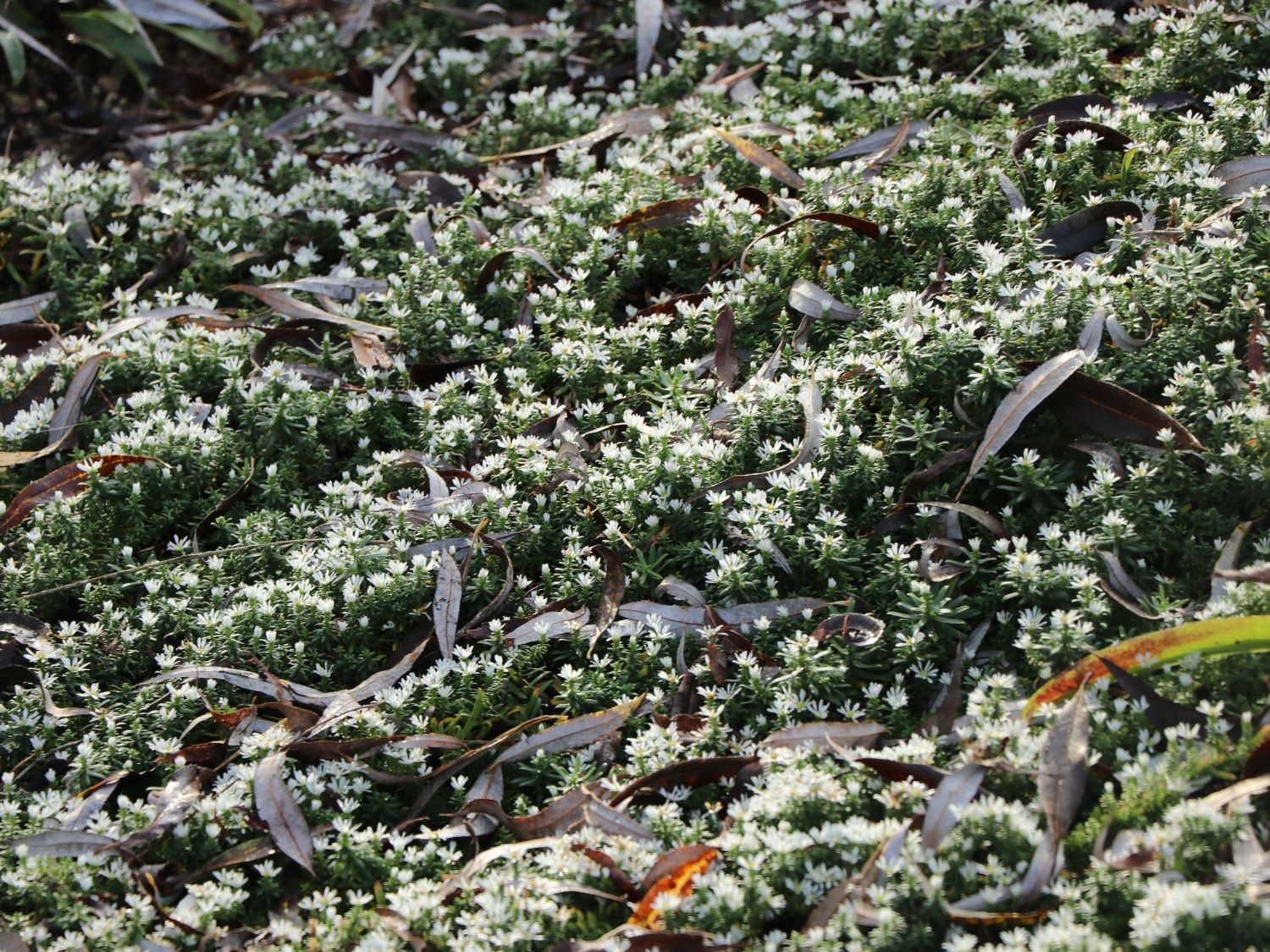 TeppichAster 'Snow Flurry' Schönste Stauden & Expertenwissen