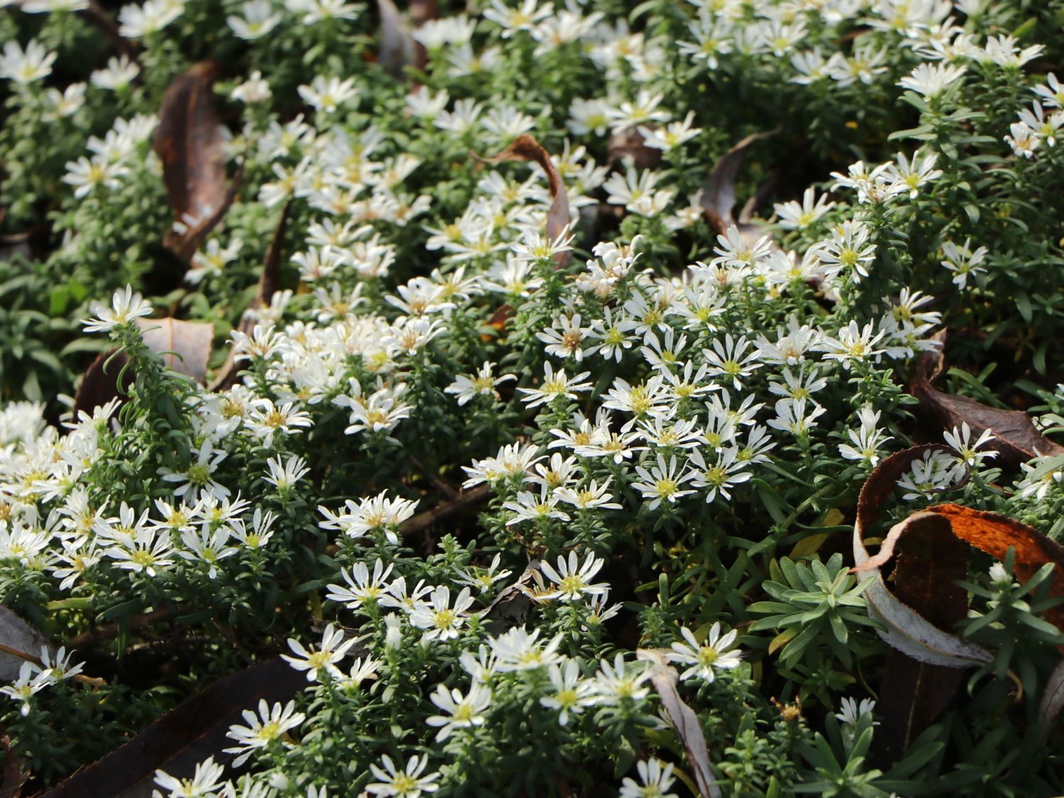TeppichAster 'Snow Flurry' Schönste Stauden & Expertenwissen