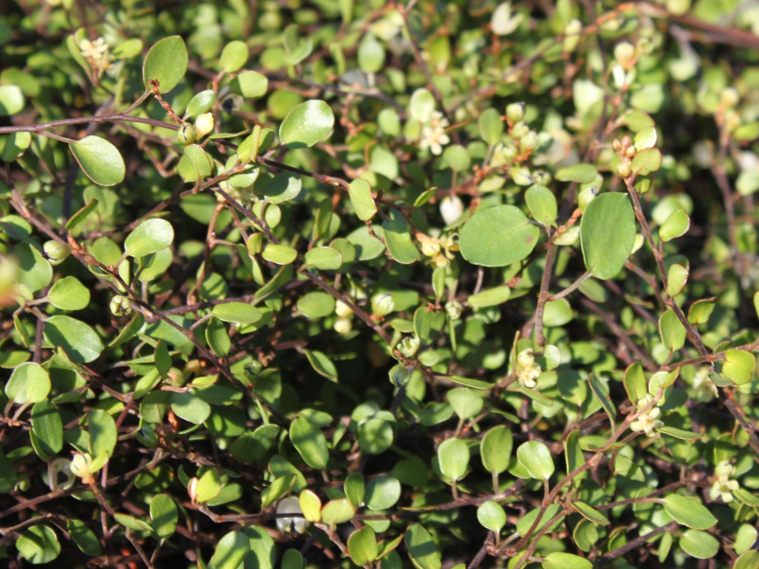 Teppich-Drahtstrauch