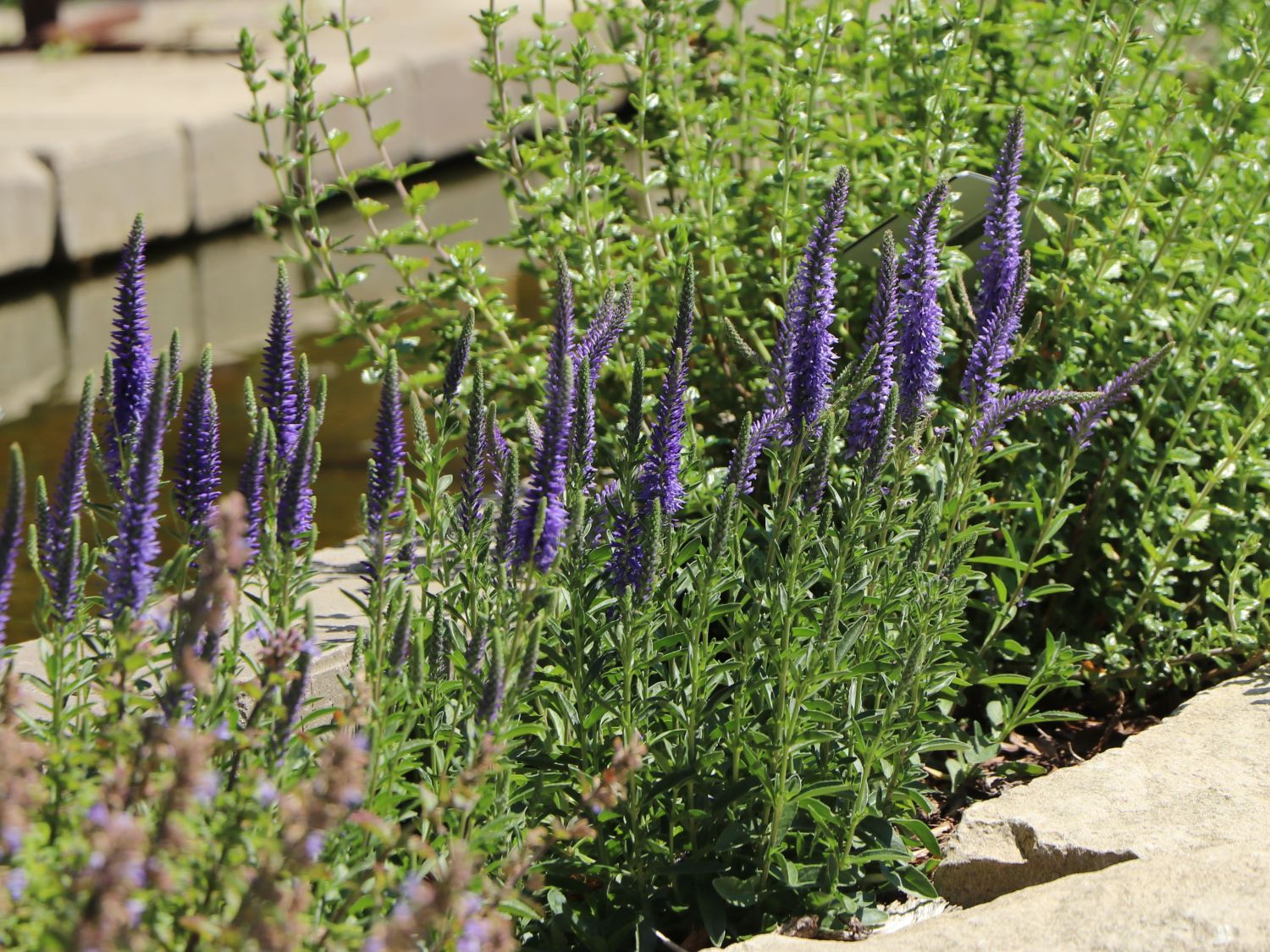 TeppichEhrenpreis 'Blauteppich' Beste Sorten & StaudenWissen