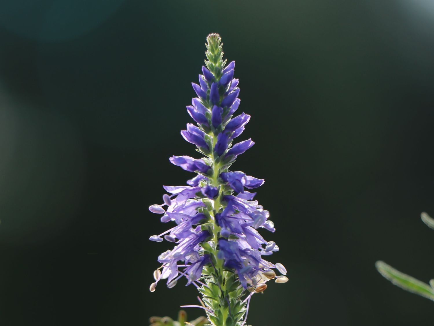 Teppich-Ehrenpreis 'Nana Blauteppich'