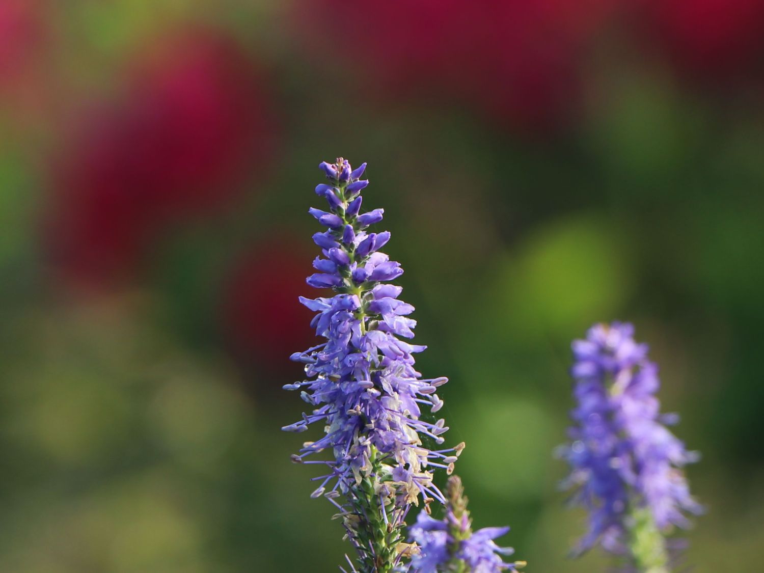 Teppich-Ehrenpreis 'Nana Blauteppich' - Veronica spicata 'Nana Blauteppich'