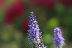 Teppich-Ehrenpreis 'Nana Blauteppich' - Veronica spicata 'Nana Blauteppich'