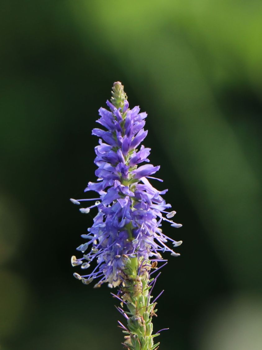 Teppich-Ehrenpreis 'Nana Blauteppich' - Veronica spicata 'Nana Blauteppich'
