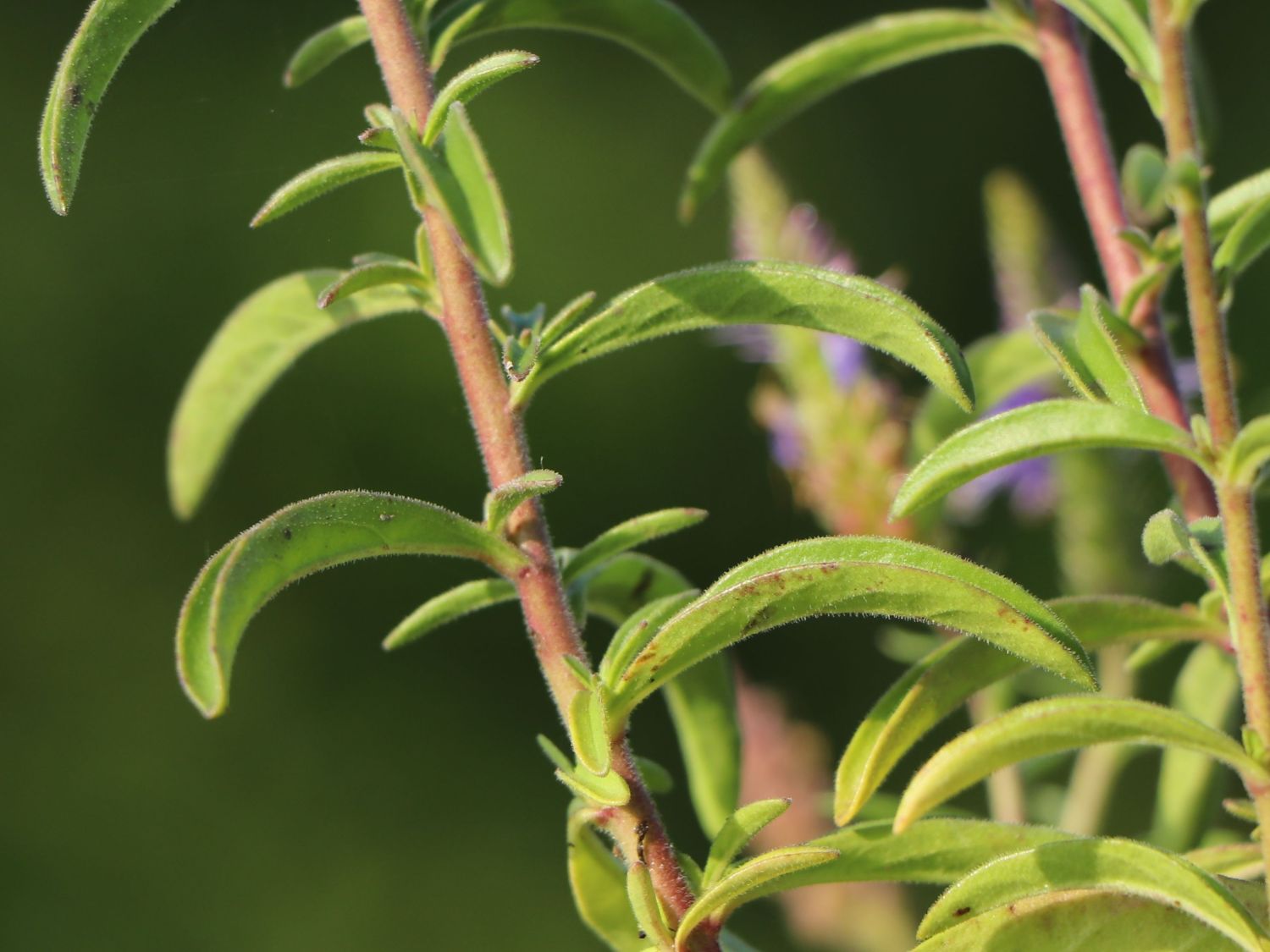 Teppich-Ehrenpreis 'Nana Blauteppich' - Veronica spicata 'Nana Blauteppich'
