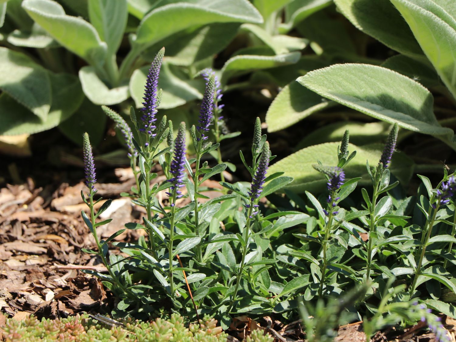 Teppich-Ehrenpreis 'Nana Blauteppich' - Veronica spicata 'Nana Blauteppich'