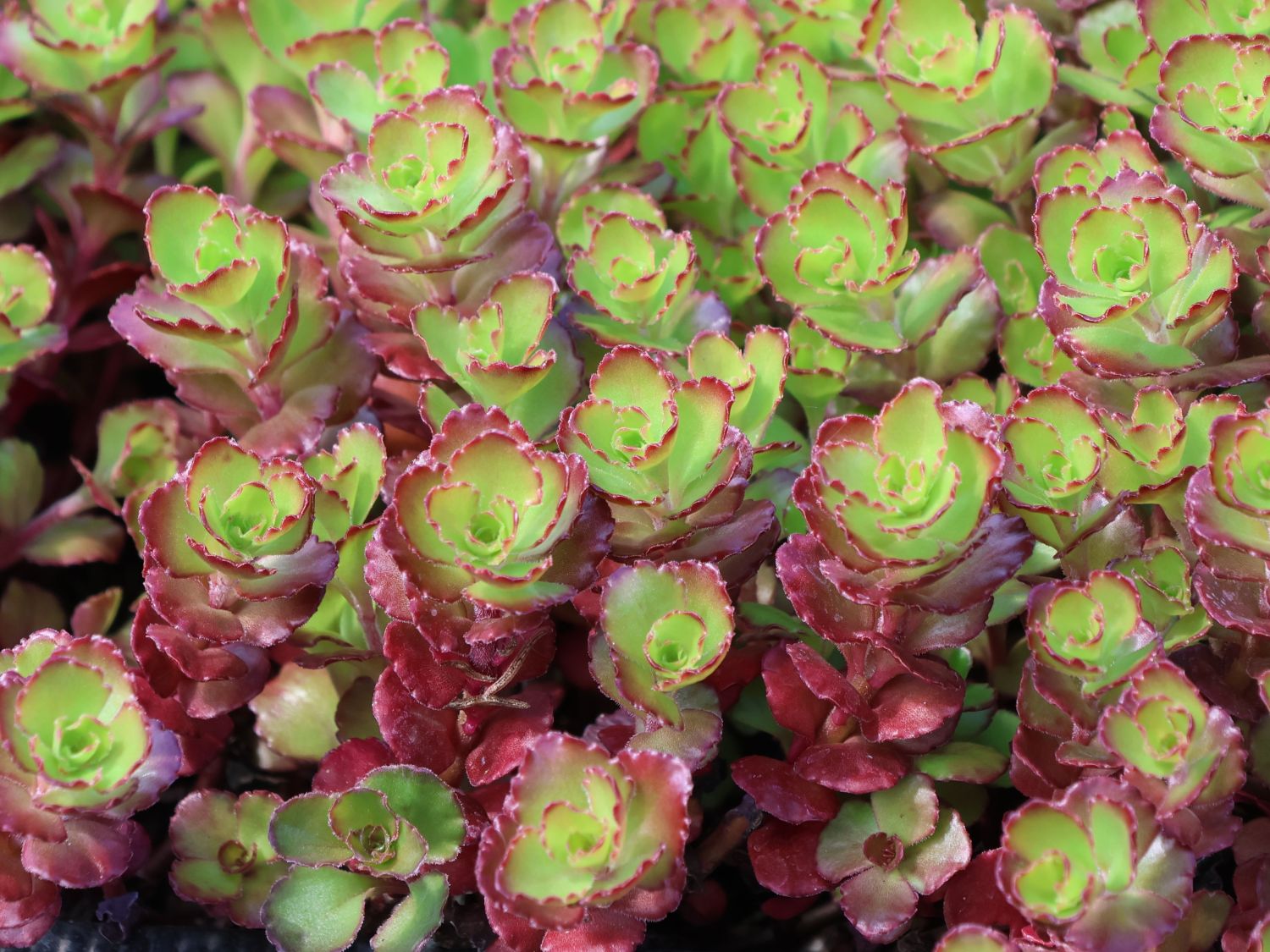 Teppich-Fettblatt 'Purple Winter'