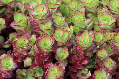 Teppich-Fettblatt 'Purple Winter' - Sedum spurium 'Purple Winter'