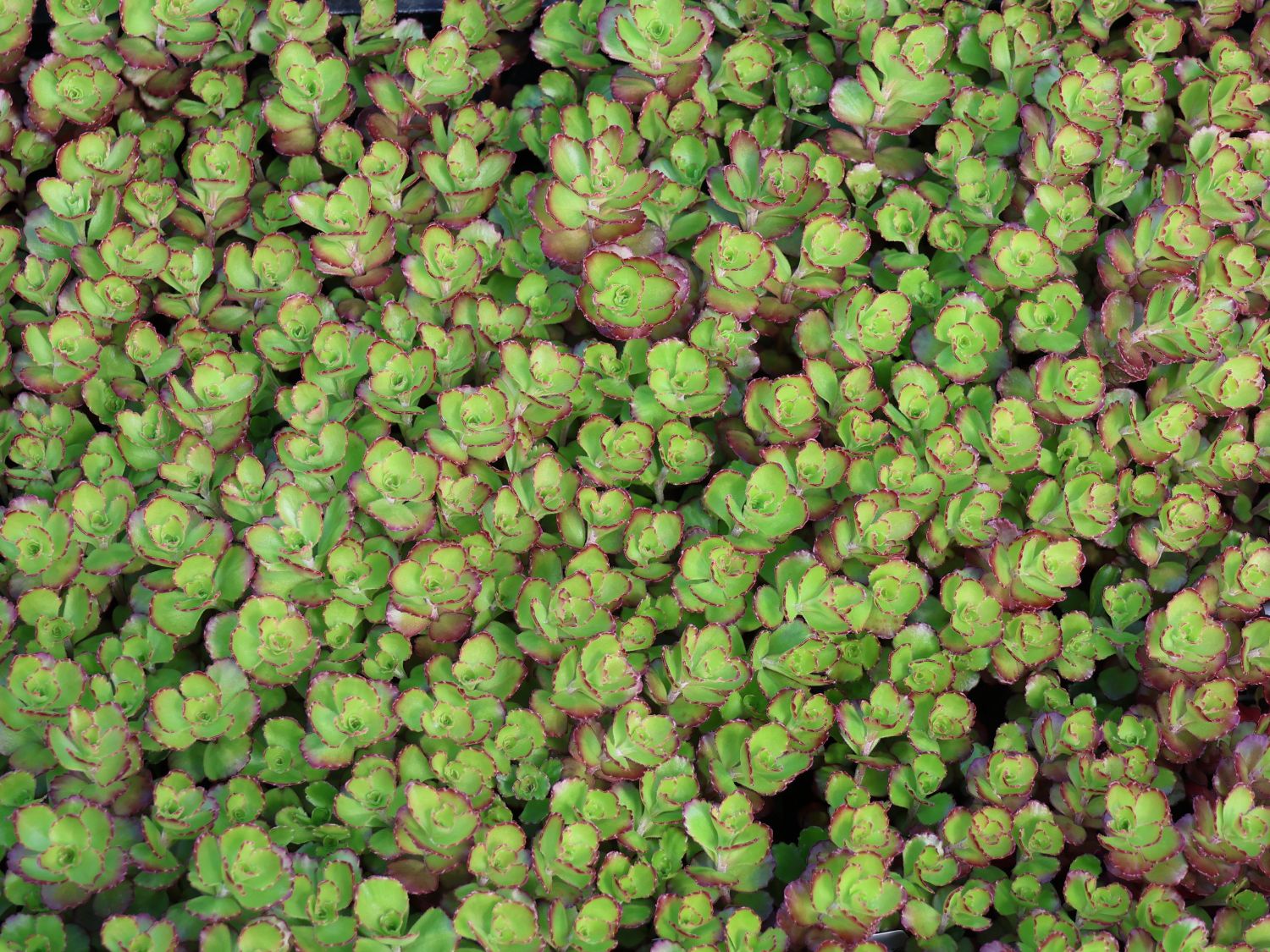 Teppich-Fettblatt 'Purple Winter' - Sedum spurium 'Purple Winter'