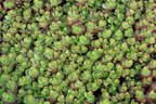 Teppich-Fettblatt 'Purple Winter' - Sedum spurium 'Purple Winter'