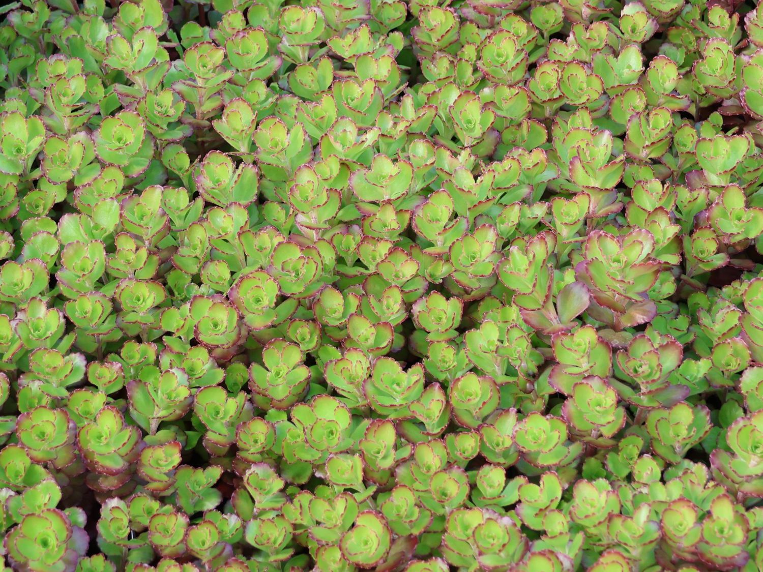 Teppich-Fettblatt 'Purple Winter' - Sedum spurium 'Purple Winter'