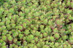 Teppich-Fettblatt 'Purple Winter' - Sedum spurium 'Purple Winter'