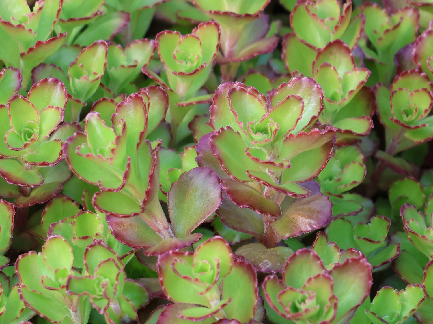 Teppich-Fettblatt 'Purple Winter' - Sedum spurium 'Purple Winter'