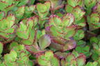 Teppich-Fettblatt 'Purple Winter' - Sedum spurium 'Purple Winter'