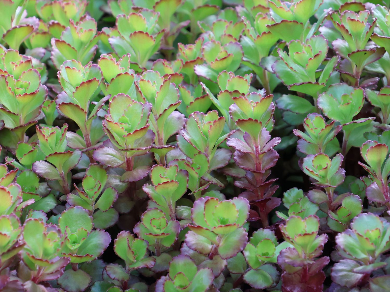 Teppich-Fettblatt 'Purple Winter' - Sedum spurium 'Purple Winter'