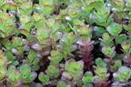 Teppich-Fettblatt 'Purple Winter' - Sedum spurium 'Purple Winter'