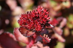 Teppich-Fettblatt 'Purpurteppich'