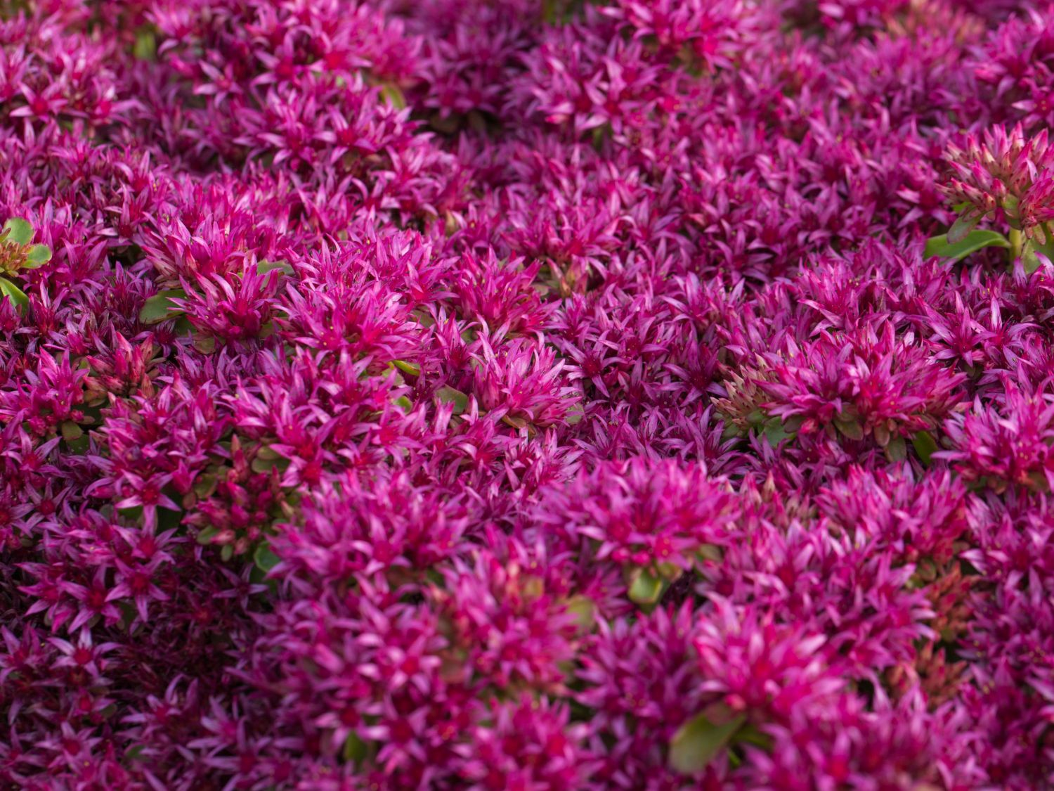 Teppich-Fettblatt 'Schorbuser Blut'