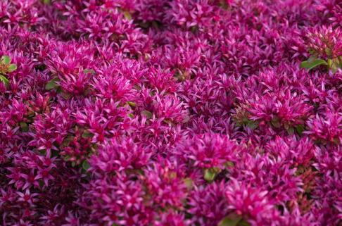 Teppich-Fettblatt 'Schorbuser Blut' - Sedum spurium 'Schorbuser Blut'