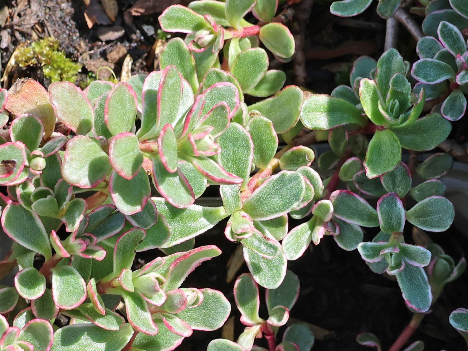 Teppich-Fettblatt 'Tricolor'