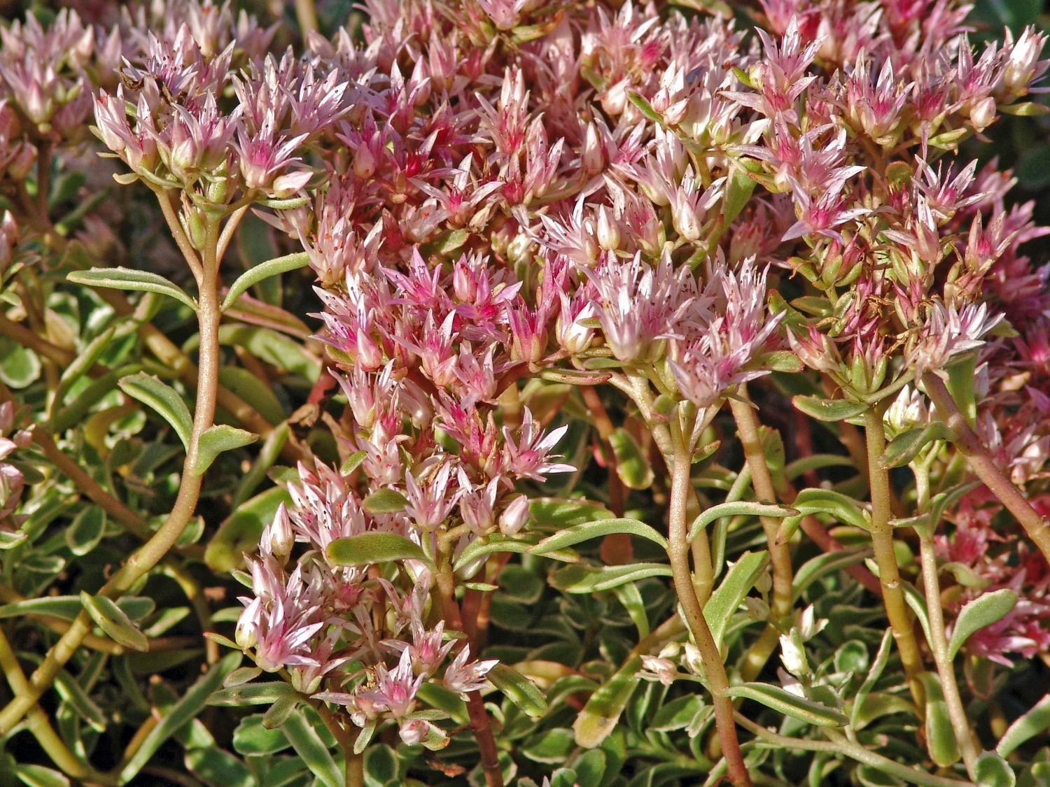 Teppich-Fettblatt 'Variegatum' - Sedum spurium 'Variegatum'