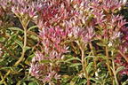 Teppich-Fettblatt 'Variegatum' - Sedum spurium 'Variegatum'