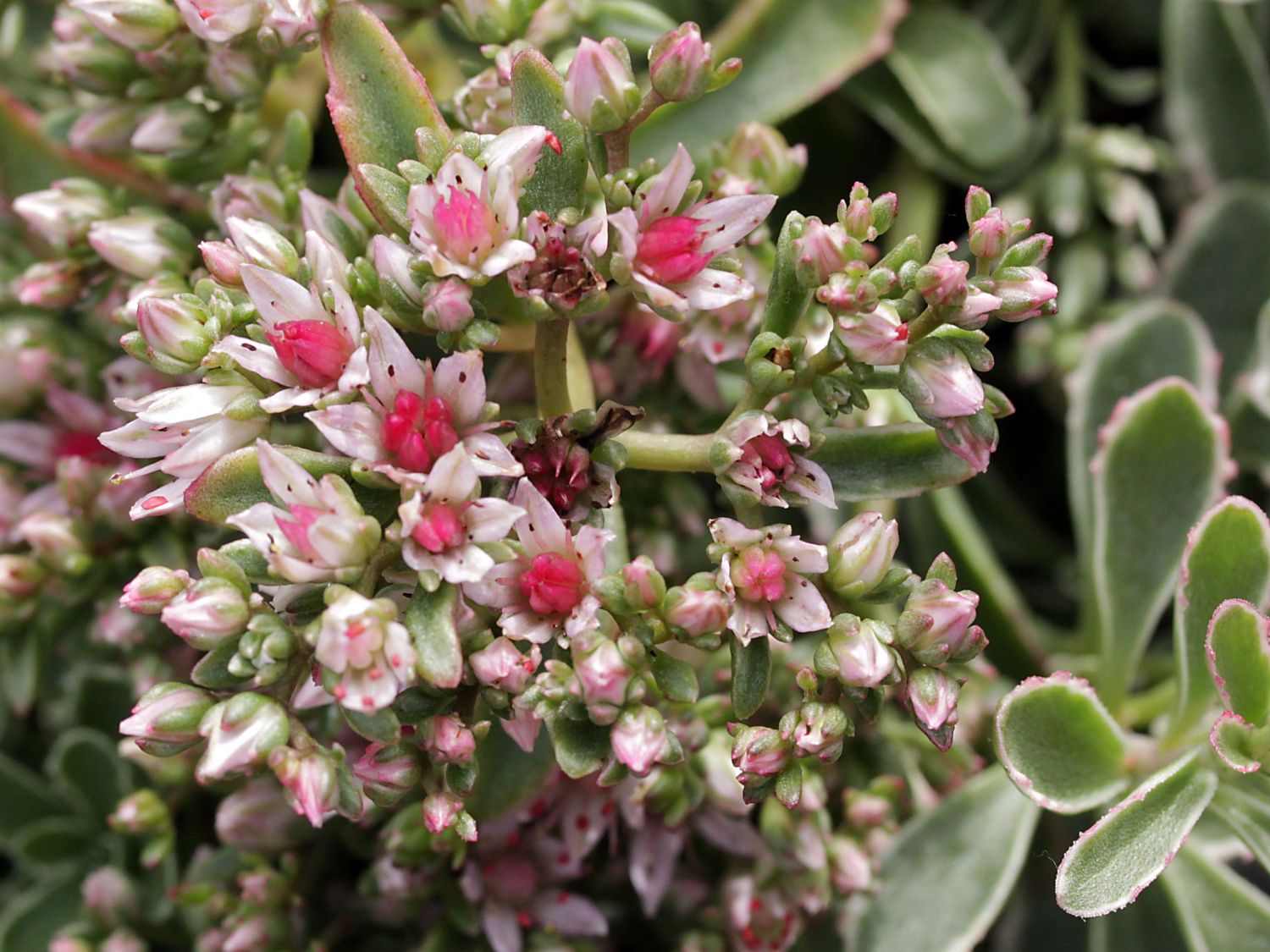 Teppich-Fettblatt 'Variegatum' - Sedum spurium 'Variegatum'