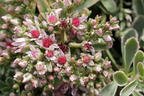 Teppich-Fettblatt 'Variegatum' - Sedum spurium 'Variegatum'