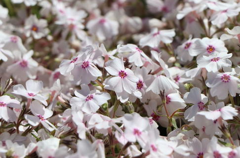 Teppich-Flammenblume 'Amazing Grace' - Phlox subulata 'Amazing Grace'