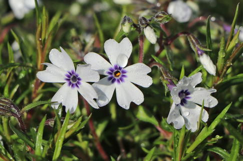 Teppich-Flammenblume 'Bavaria' - Phlox subulata 'Bavaria'