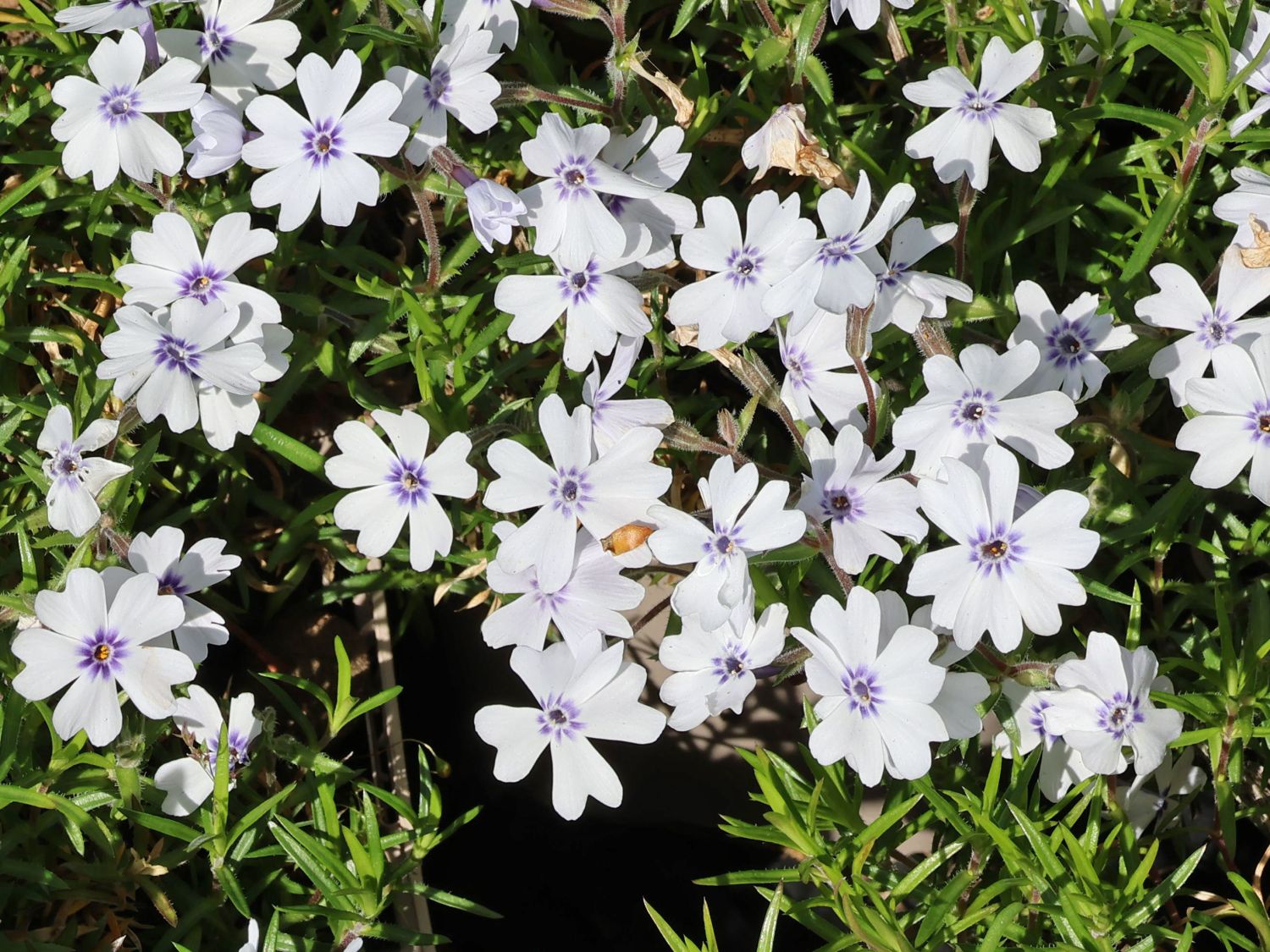 Teppich-Flammenblume 'Bavaria' - Phlox subulata 'Bavaria'